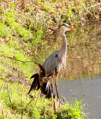 [An anhinga stands in front of a great blue heron. The heron is facing the water while the anhinga is facing the opposite way with her wings open to dry her feathers. The anhinga isn't much taller than just the herons legs.]
